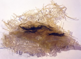 "Mutaciones I" - Muriel Cardozo